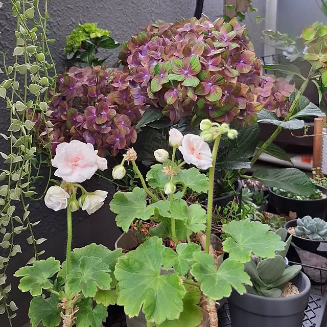 noaさんの部屋