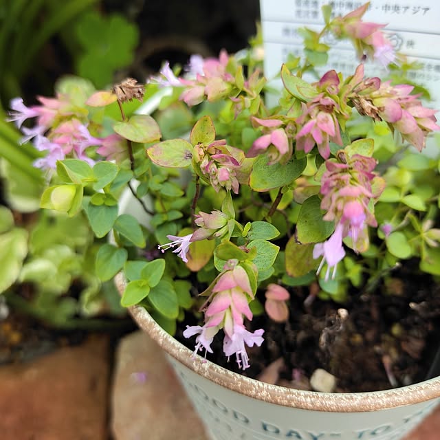 kiraさんの部屋