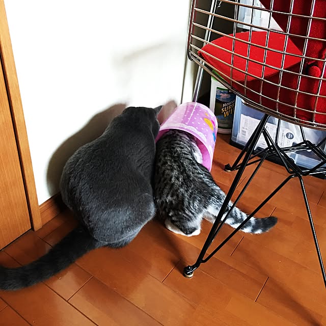 Shojiさんの実例写真