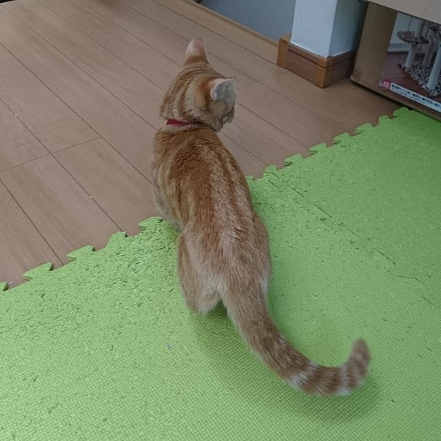 shinobuさんの実例写真
