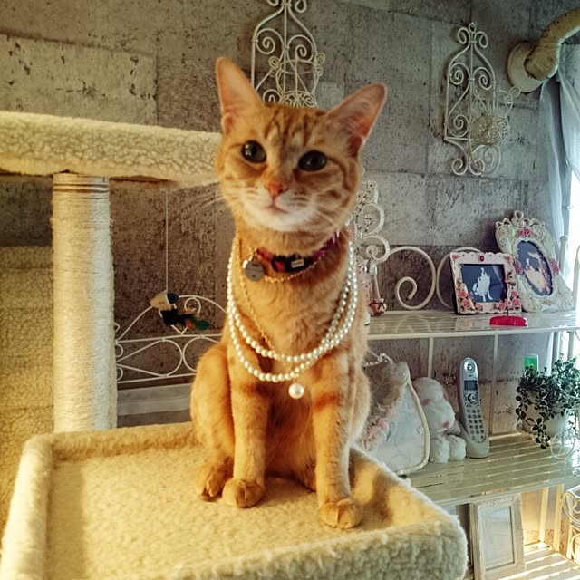 fu-ka24さんの実例写真