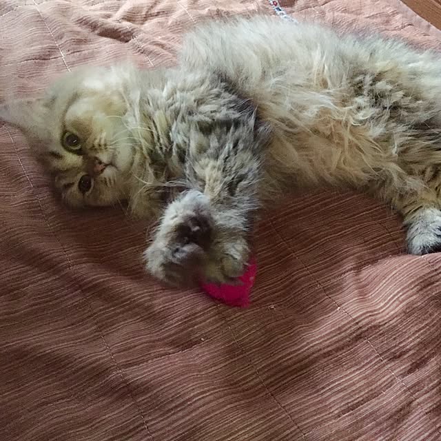 butachanさんの実例写真