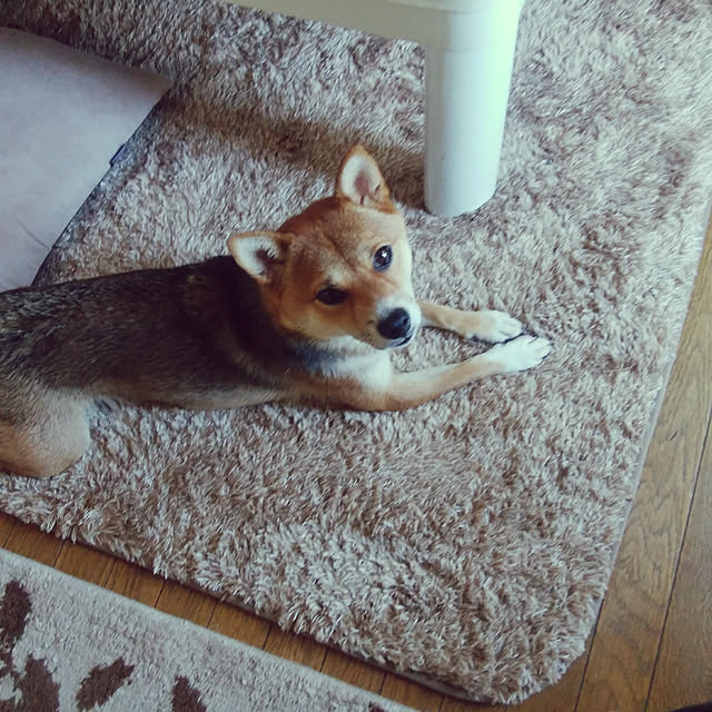 mameさんの実例写真