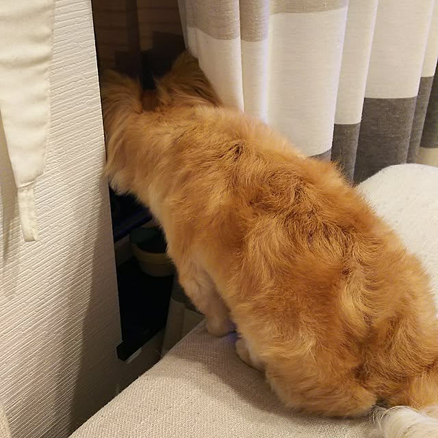 kojikojiさんの実例写真