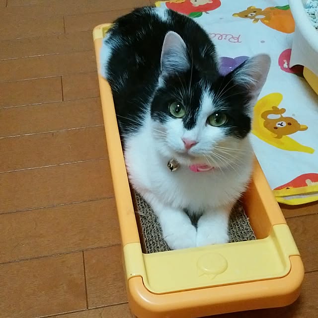 yum0408さんの実例写真