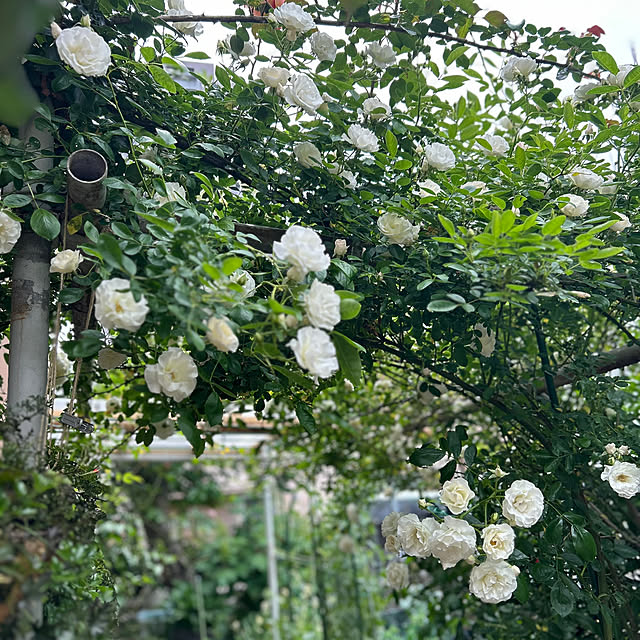 botanさんの実例写真