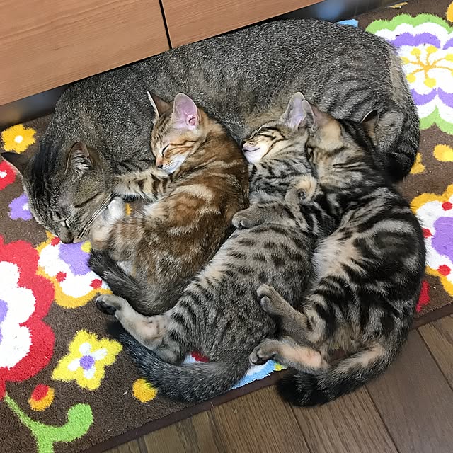 pepeさんの実例写真