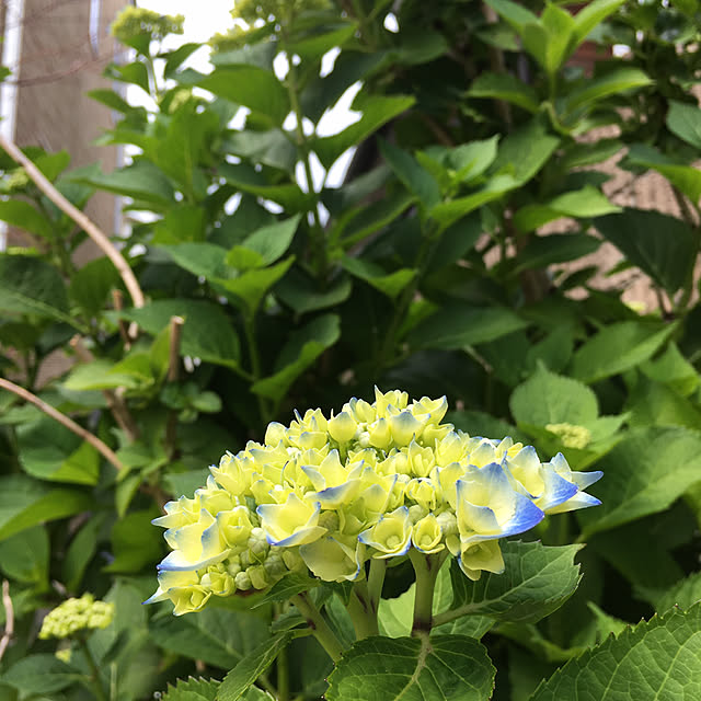 kojimasaさんの部屋