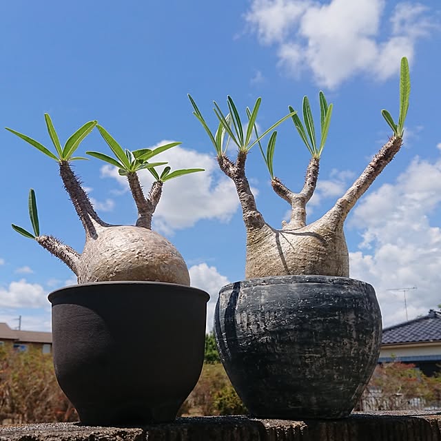 ot-gardenさんの部屋