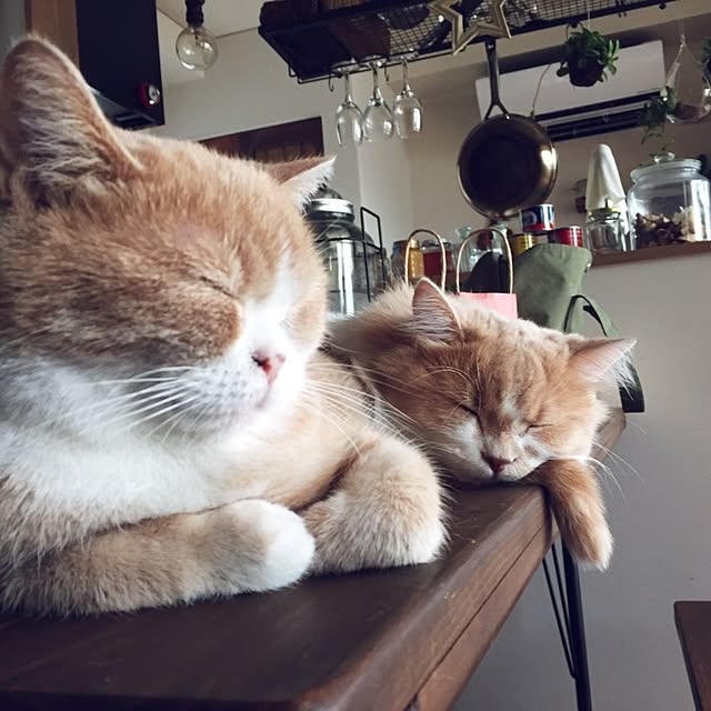 maruさんの実例写真