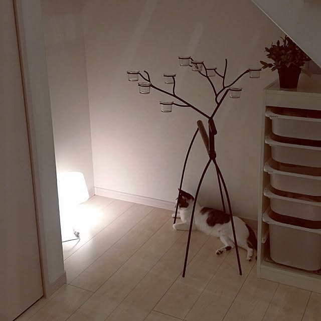runayucoさんの実例写真