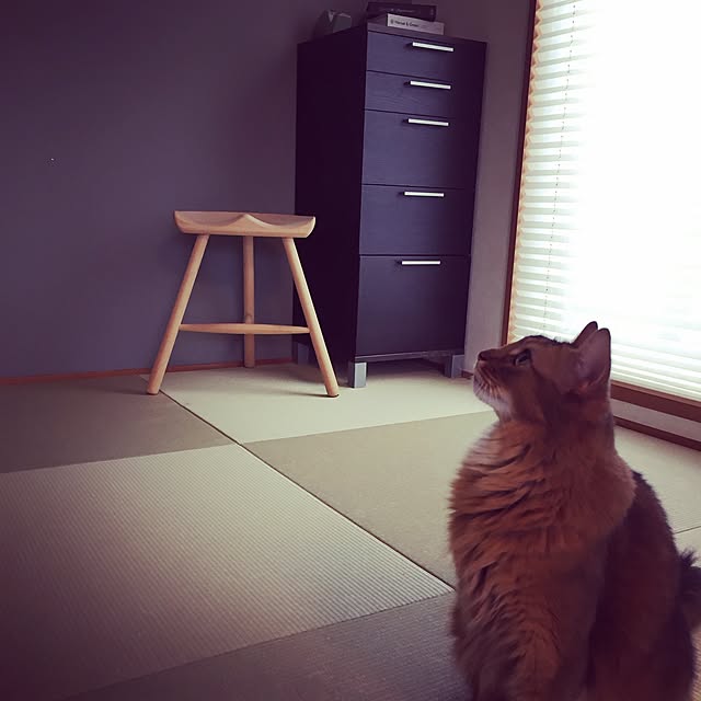 shihoさんの実例写真