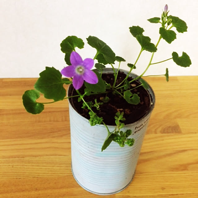 tudukiさんの実例写真