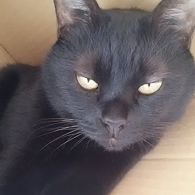 kuromiさんの実例写真