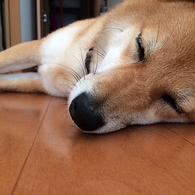 marobokeさんの実例写真