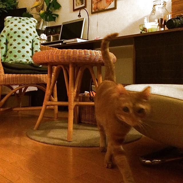 Junさんの実例写真