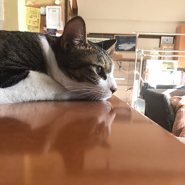 noikoさんの実例写真