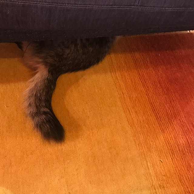 sakurasakuさんの実例写真