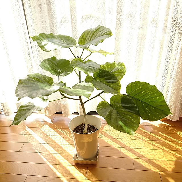 部屋全体/月曜日企画週末買った物/ウンベラータ/観葉植物/日替わり投稿企画!月曜日のインテリア実例 - 2017-07-17 16:24:28