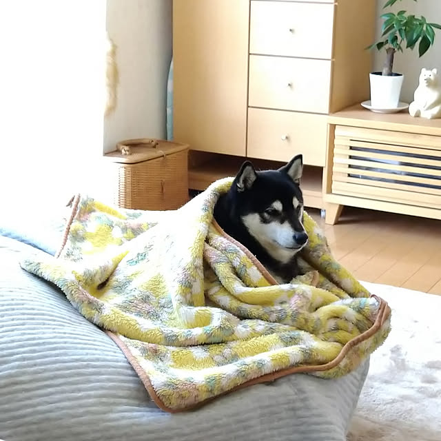 Yuzuさんの実例写真