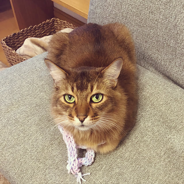Yumiさんの実例写真