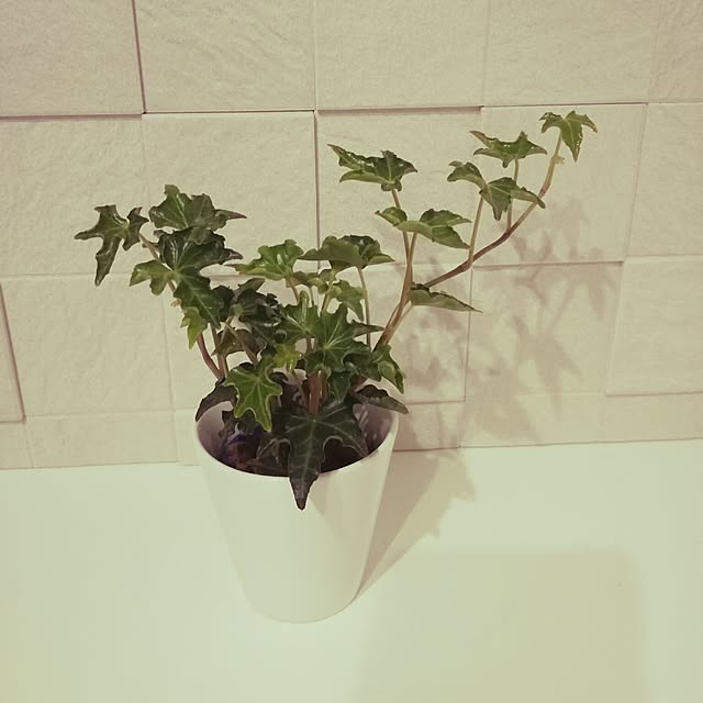 pootanさんの実例写真