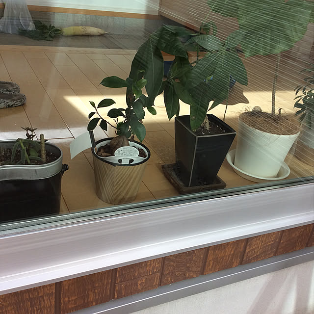 DIY/観葉植物/玄関/入り口のインテリア実例 - 2020-01-04 10:35:50