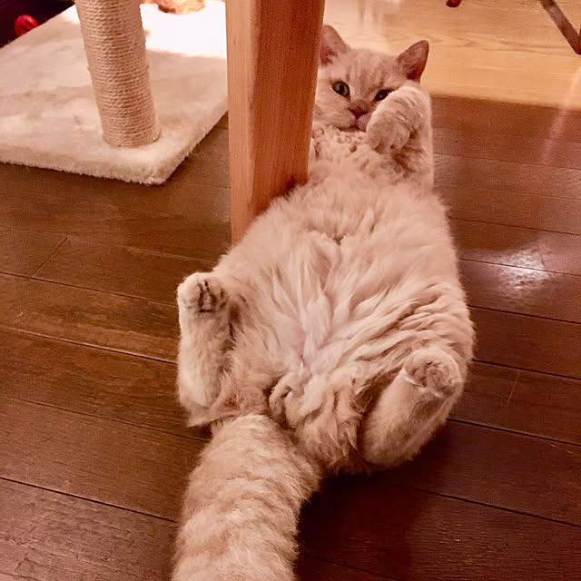 naokoさんの部屋