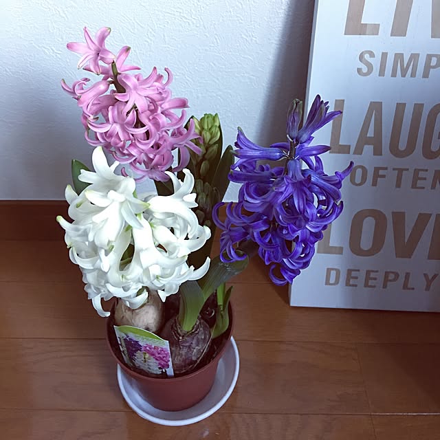 meg_0214さんの実例写真