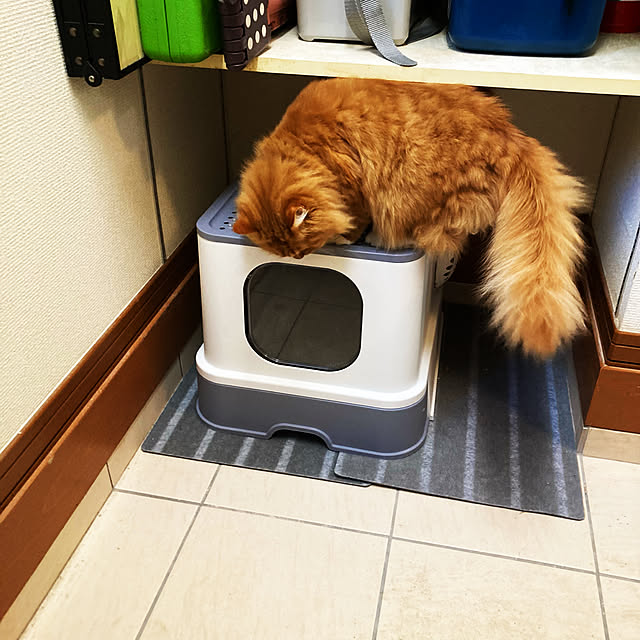 satoraさんの実例写真