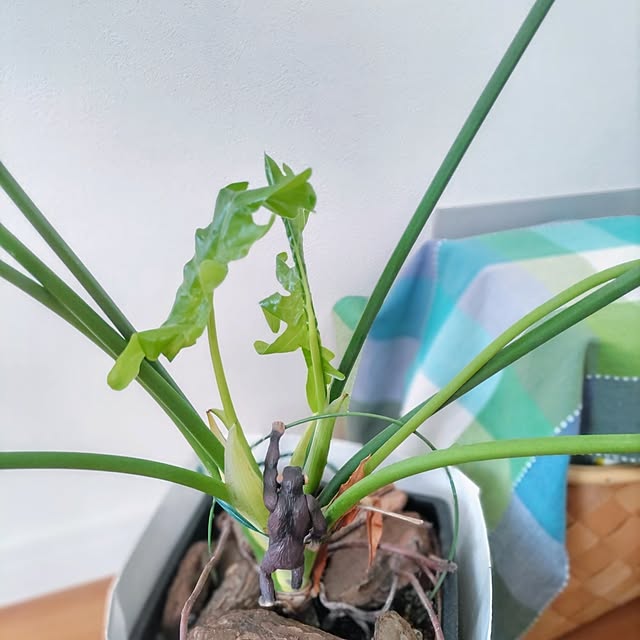Haさんの部屋