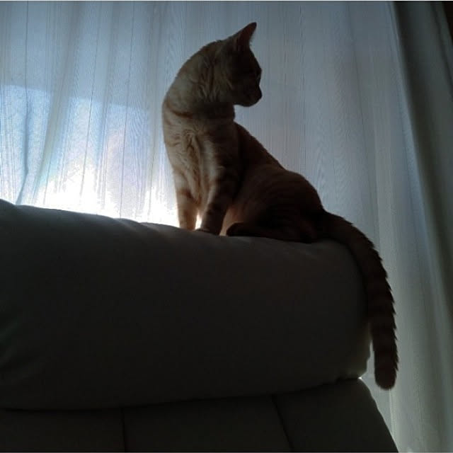 heart.emiemi57.whiteさんの実例写真