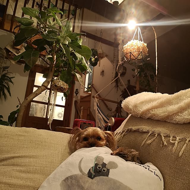 akiさんの実例写真