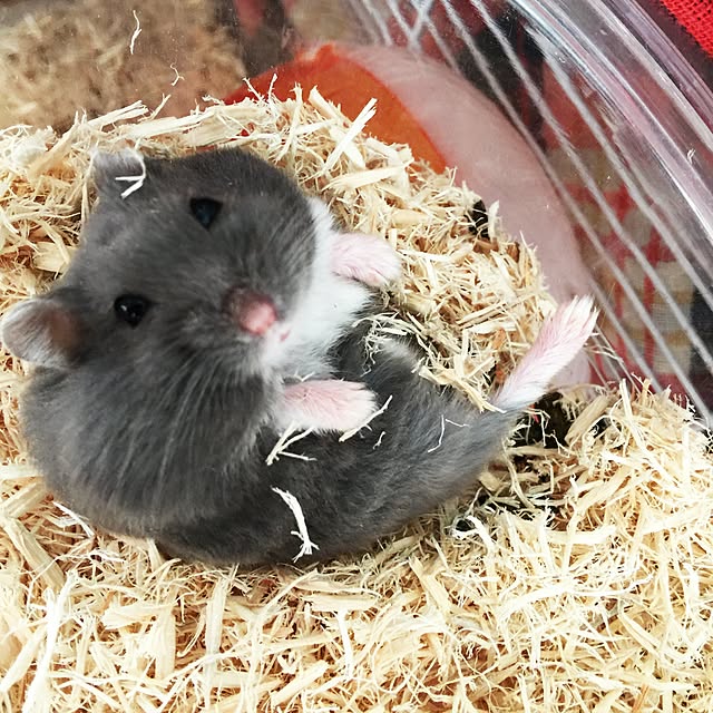plumさんの実例写真