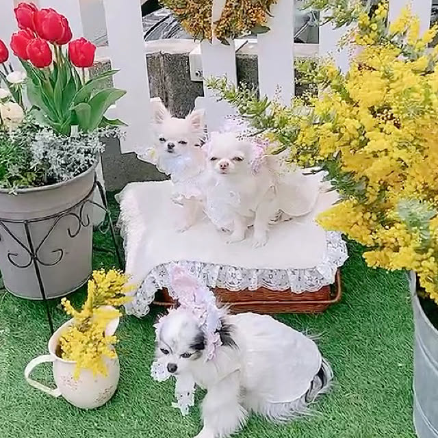 実例写真