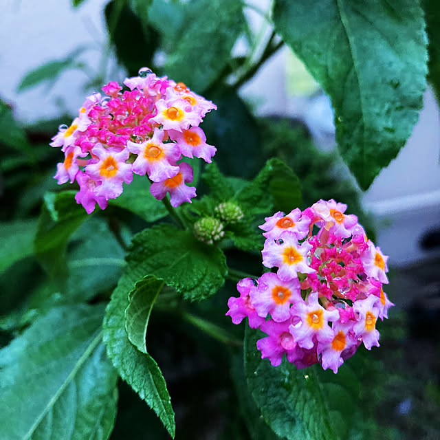 mimichankさんの実例写真