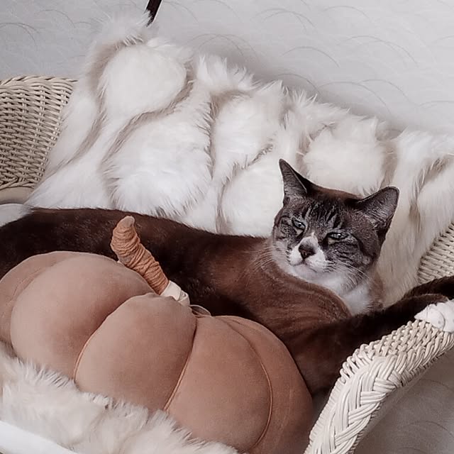 Bohomeさんの部屋
