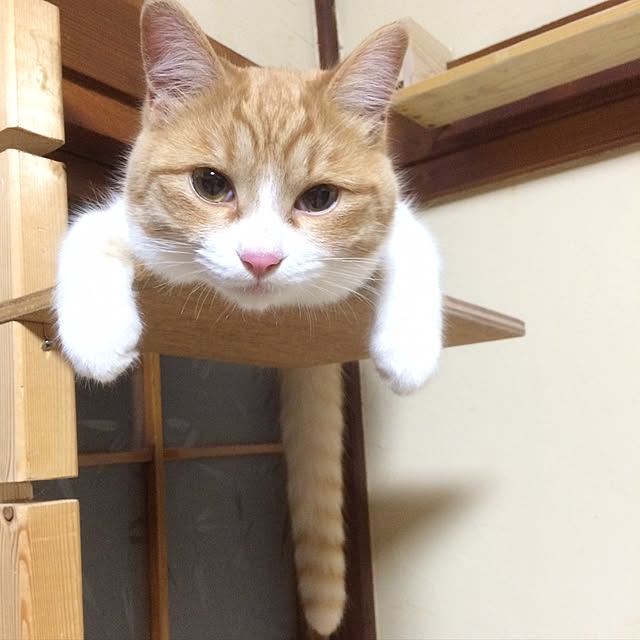syokoさんの実例写真