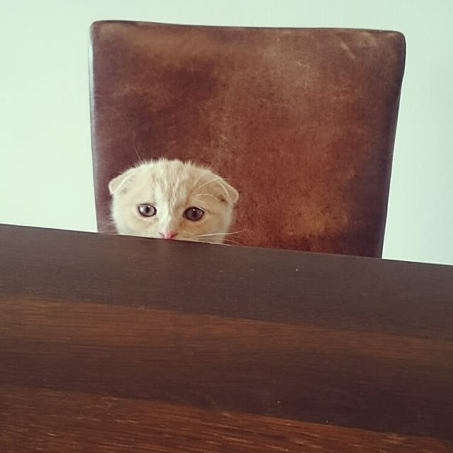 MarshmallowMuffinさんの実例写真