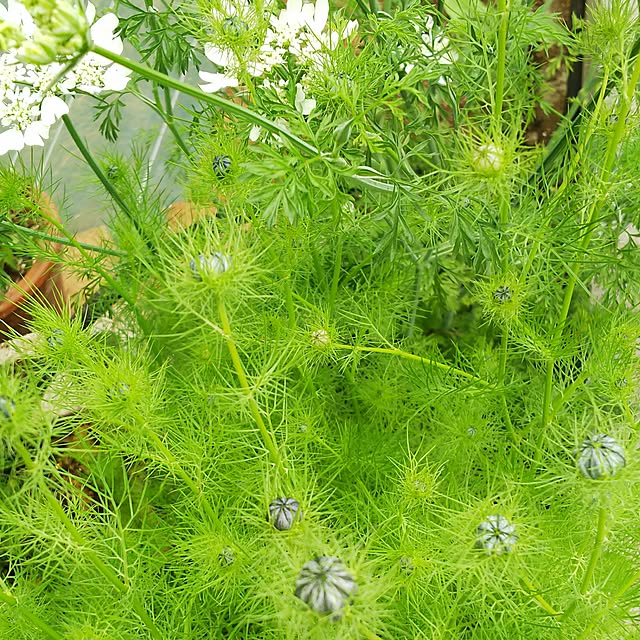 mmpoohさんの実例写真
