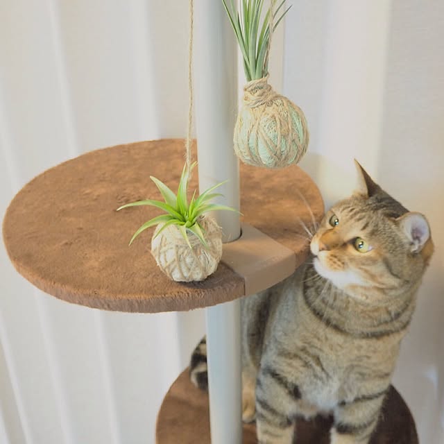 torayuさんの実例写真