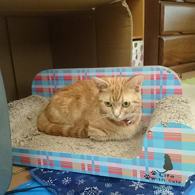shinobuさんの実例写真