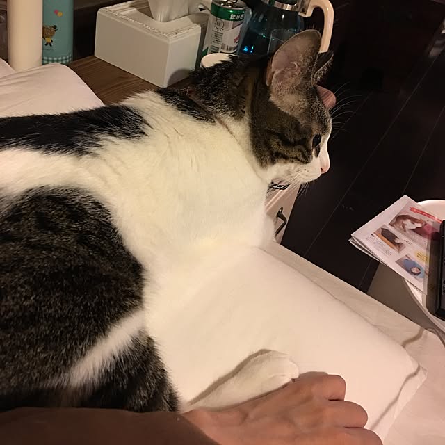Shihoさんの実例写真