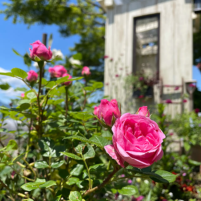 飾り窓DIY/バス停風小屋/薔薇/ミニバラ/ステップアップローズ...などのインテリア実例 - 2021-06-01 11:13:37