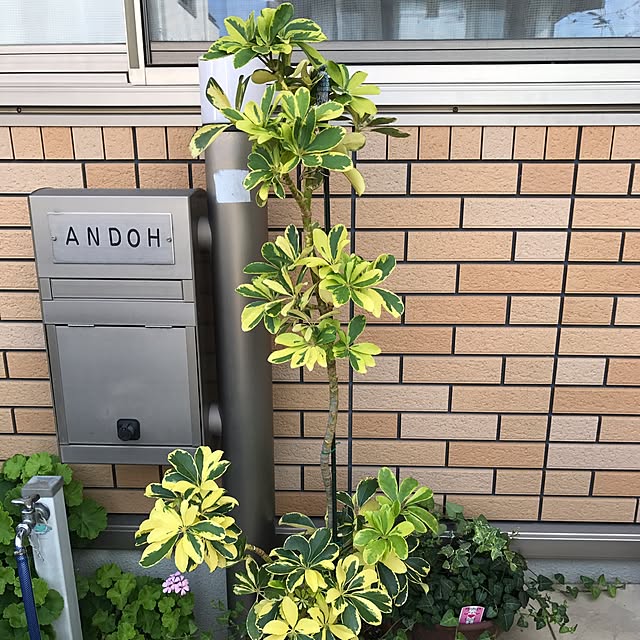 tornadeさんの実例写真