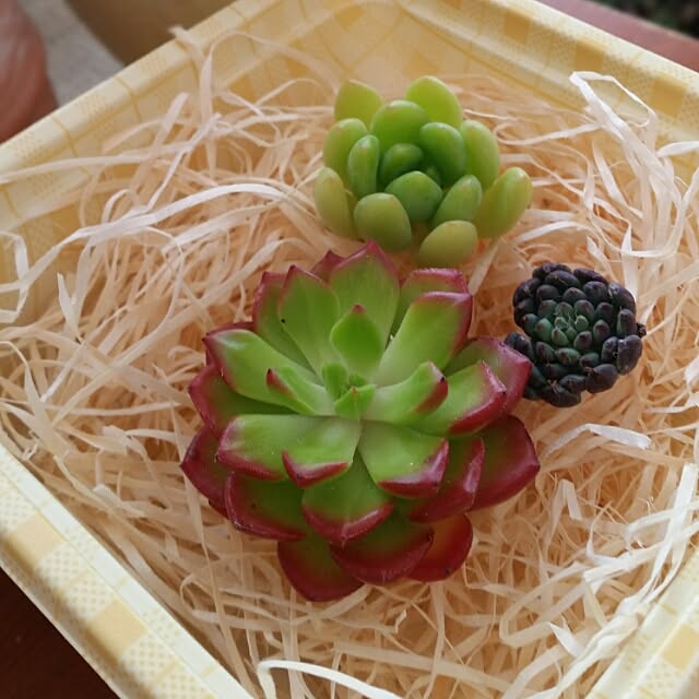 hitomiさんの実例写真