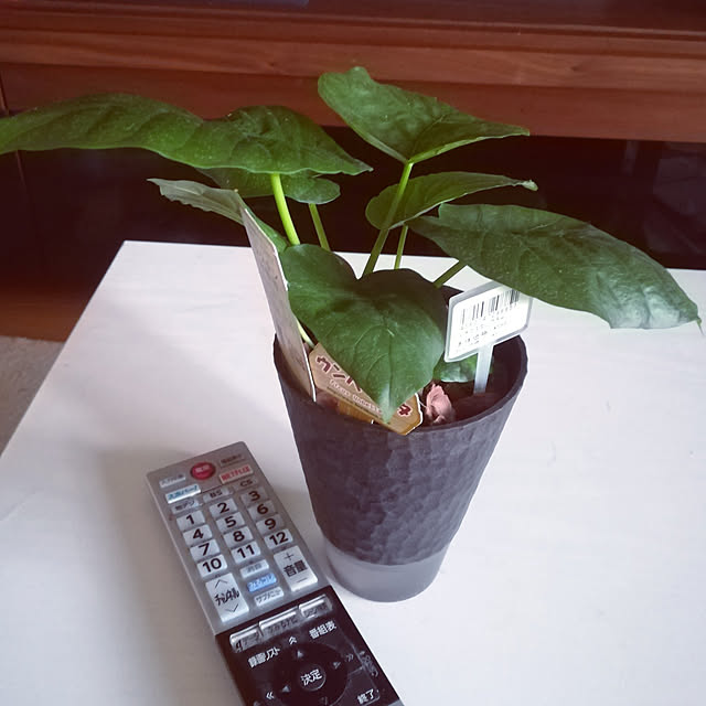 coco1204さんの実例写真