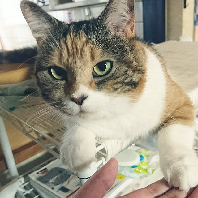 yukieさんの実例写真