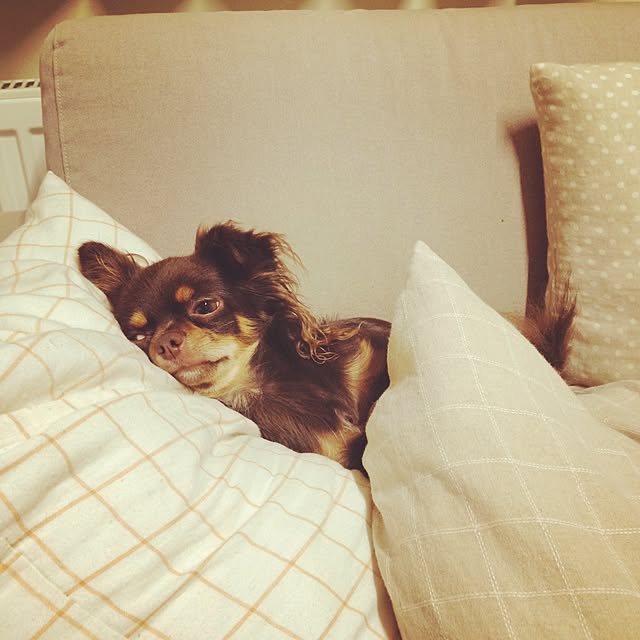 cookie_houseさんの実例写真