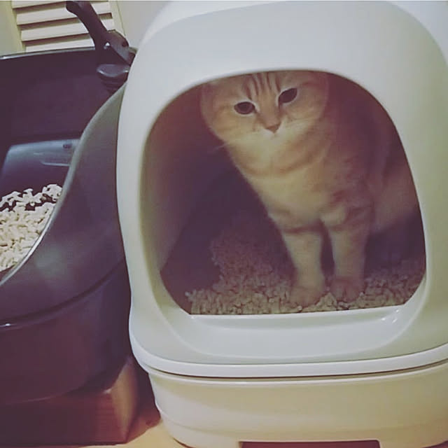 mntcさんの実例写真